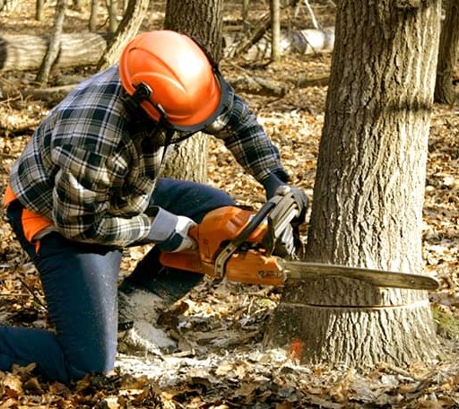 Tree Removal in Dover, OK